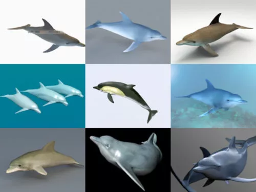 10 Realistic Dolphin Free 3D Models Collection
