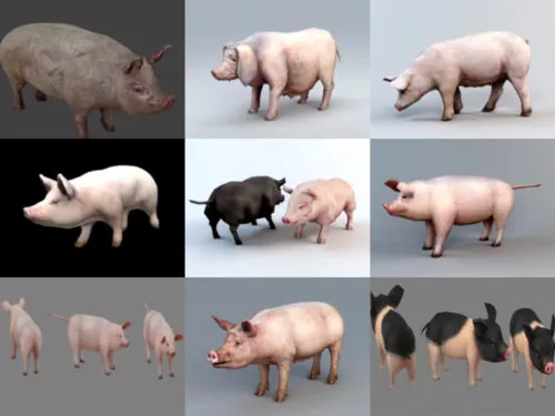 10 Realistic Pig 3D Models Collection