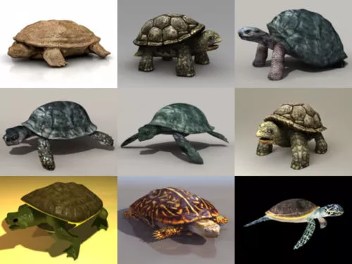 10 Realistic Turtle Free 3D Models Collection