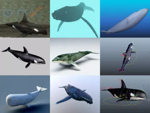 12 Realistic Whale Free 3D Models Collection