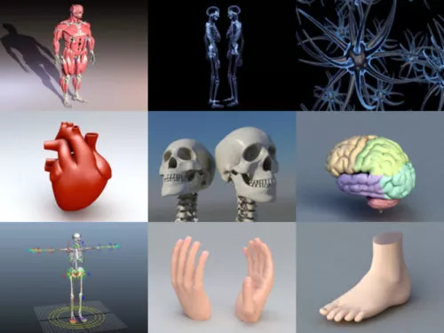 20 Human Anatomy Free 3D Models Collection
