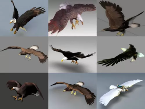 20 Realistic Eagle 3D Models Collection