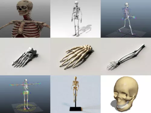 10 Human Skeleton Free 3D Models – Week 2020-41