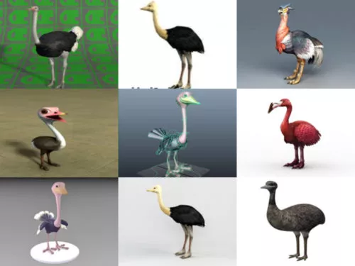 10 Ostrich Free 3D Models Collection