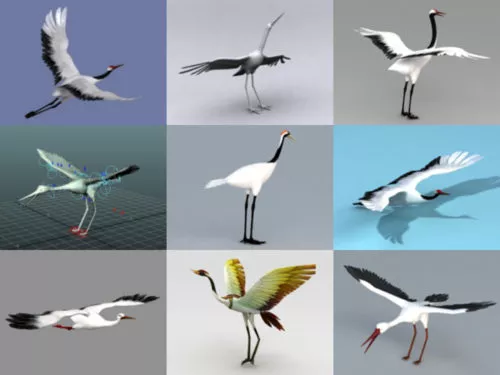 10 Realistic Crane Animal Free 3D Models