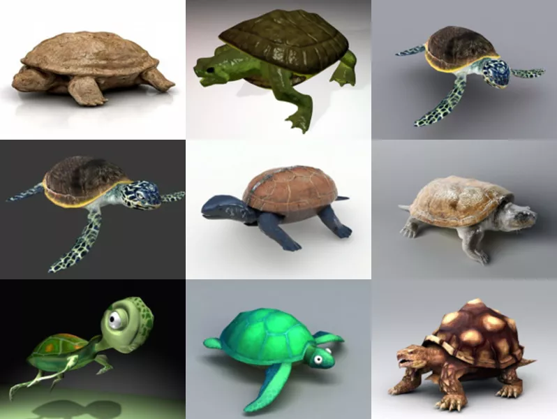 10 Tortoise 3D Models Collection – Week 2020-44