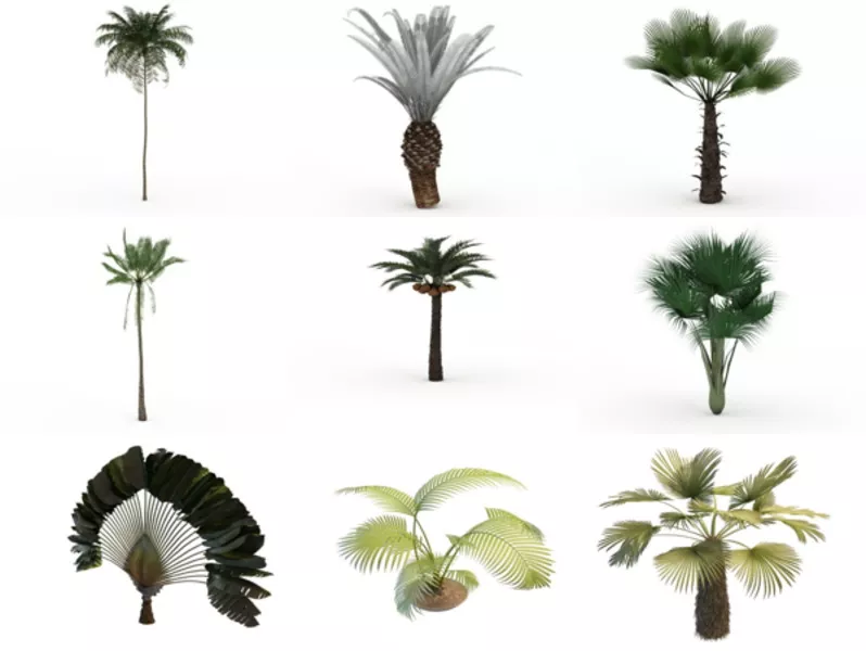 11 3ds Max Palm 3D Models – Day 18 Oct 2020
