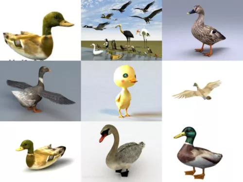 Top 12 Animal Duck Free 3D Models