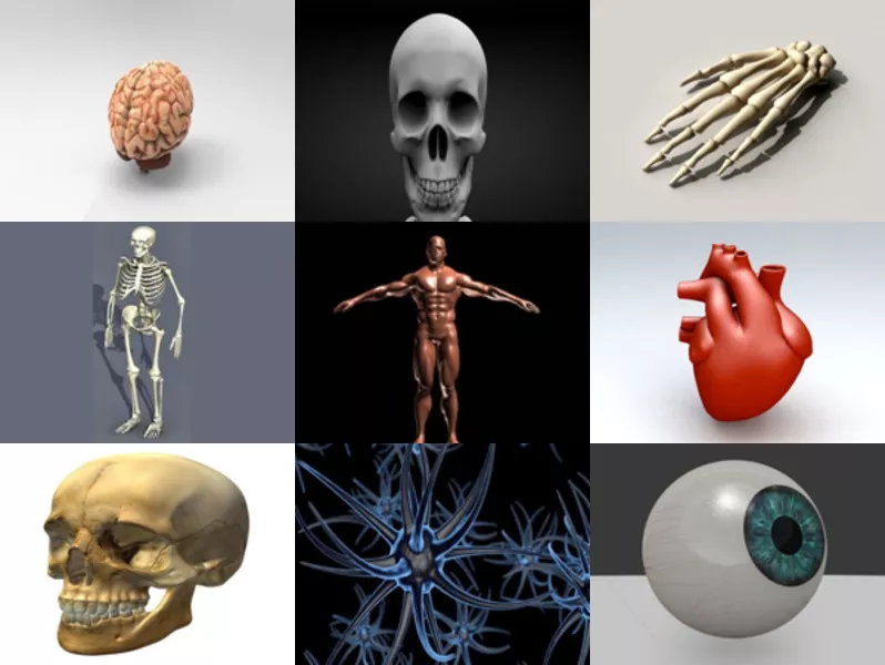 10 Human Anatomy Free 3D Models Collection – Week 2020-46