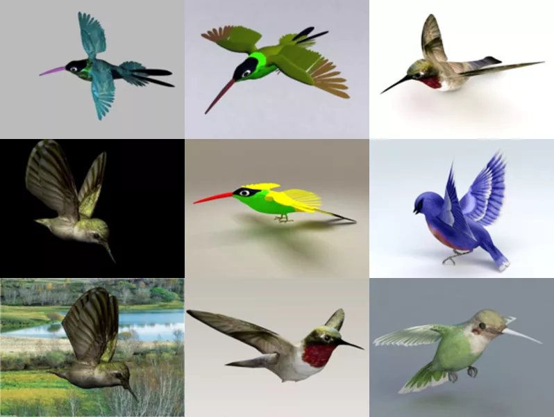 10 Hummingbird Free 3D Models Collection