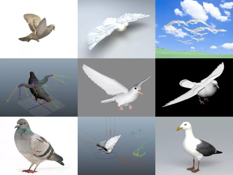 10 Realistic Pigeon Free 3D Models Collection