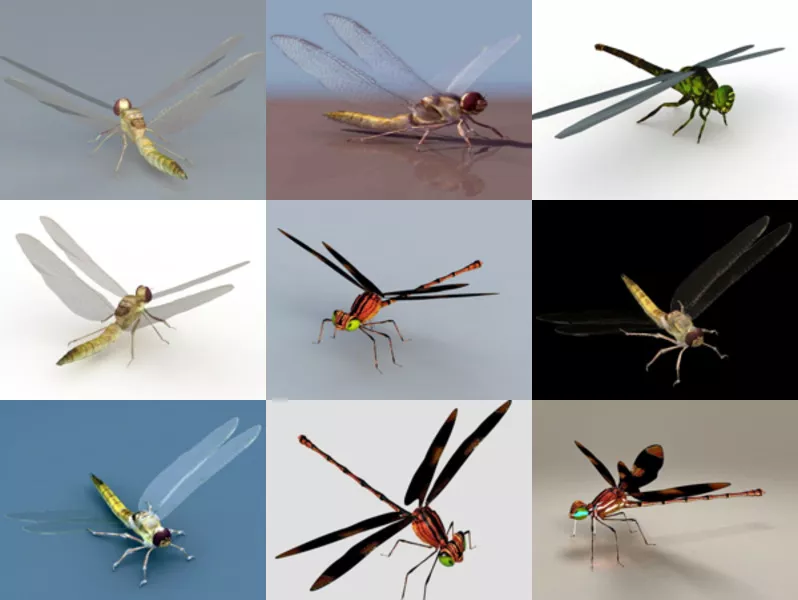 9 Realistic Dragonfly Free 3D Models Collection