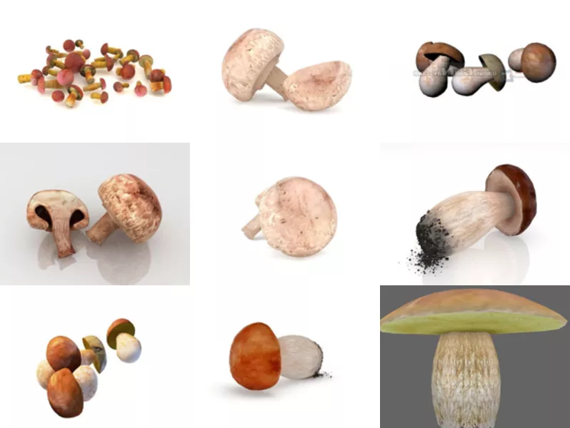 9 Realistic Mushroom Free 3D Models Collection