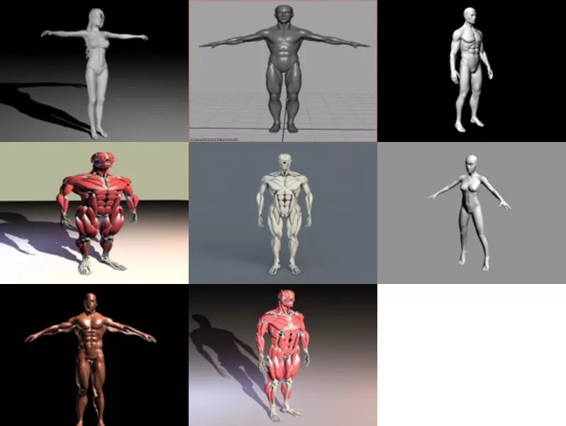 8 Human Body Free 3D Models Anatomy: Female, Male, Muscles