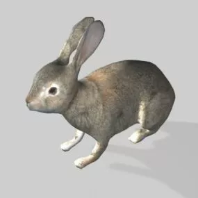Wild Rabbit 3d model
