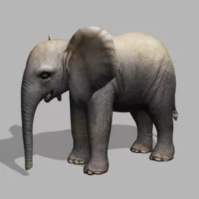 Baby Elephant 3d model