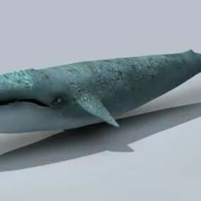 Adult Whale 3d model