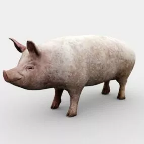 Hog Pig 3d model