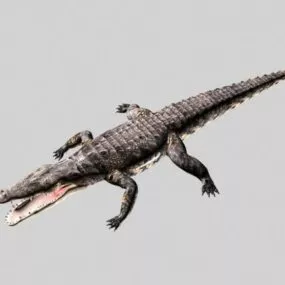 Alligator With Rigged 3d model