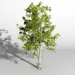 American Ash Tree 3d model