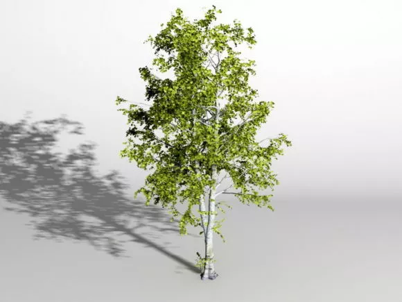 American Ash Tree 3d model American Ash Tree 3d model