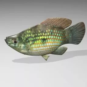 Fish Flagfish 3d model