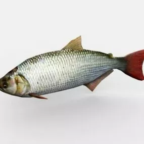 Animated Brycon Fish 3d model