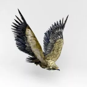 Eagle Rigged 3d model