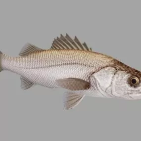 Sea Bass Fish Rigged 3d model