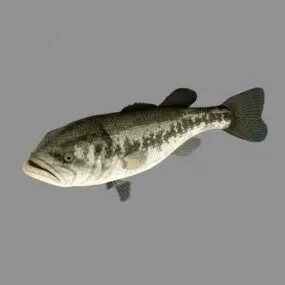 Swimming Blackfish Rigged 3d model