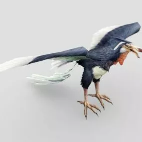 Animal Condor Bird 3d model