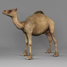 Arabic Desert Camel 3d model