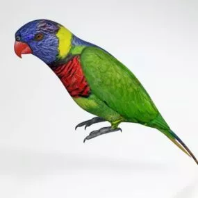 Rainbow Lorikeet V1 3d model