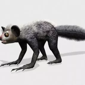Aye Aye Lemur Mammal 3d model