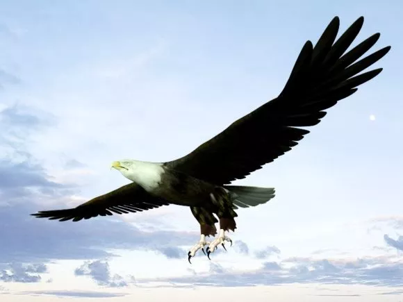 Bald Eagle Flying Bird 3d model Bald Eagle Flying Bird 3d model