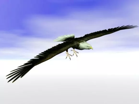 Bald Eagle Animated Rigged 3d model Bald Eagle Animated Rigged 3d model