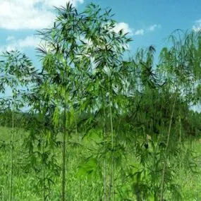 Bamboo Grove Plant 3d model