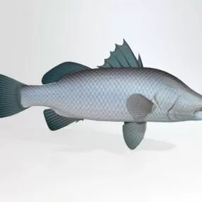 Barramundi Sea Bass Fish 3d model