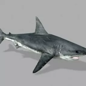Ocean Shark Realistic 3d model