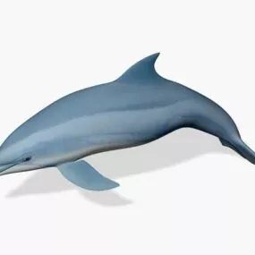 Realistic Dolphin Animal 3d model