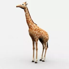 Beautiful Wild Giraffe 3d model