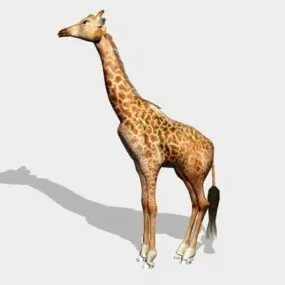 Giraffe 3d model