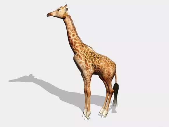 Giraffe 3d model Giraffe 3d model