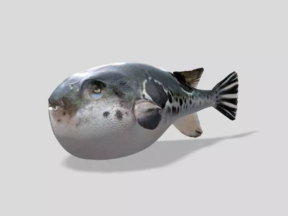 Balloon Puffer Fish 3d model Balloon Puffer Fish 3d model