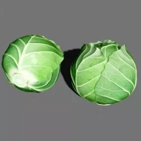 Cabbage Head 3d model