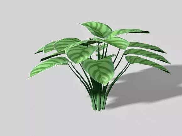 Single Small Broadleaf Tree 3d model