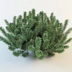 Monrovia Shrub Plant 3d model