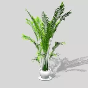 Chamaedorea Palm 3d model