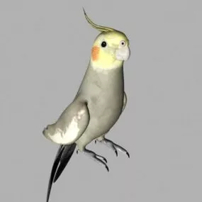 Cockatiel Bird 3d model