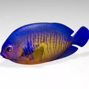 Coral Angelfish Fish 3d model